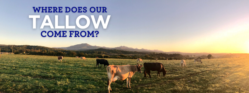 Where Does our Tallow Come From?